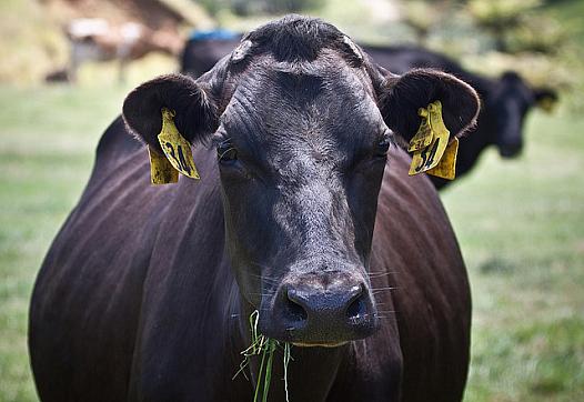 Dairy cows produce milk, and lots of manure.