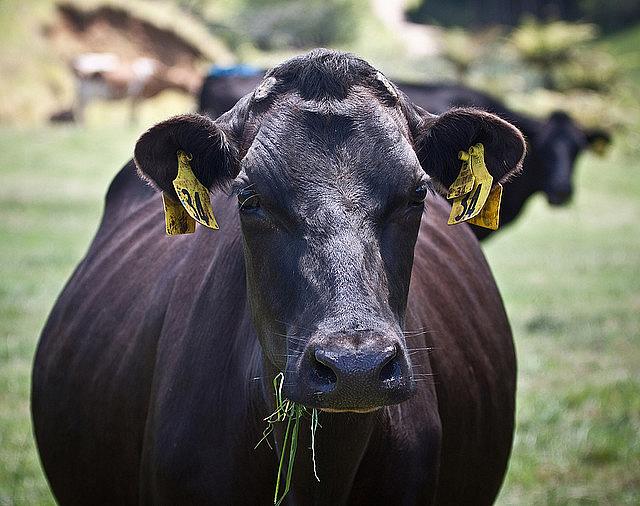 Dairy cows produce milk, and lots of manure.