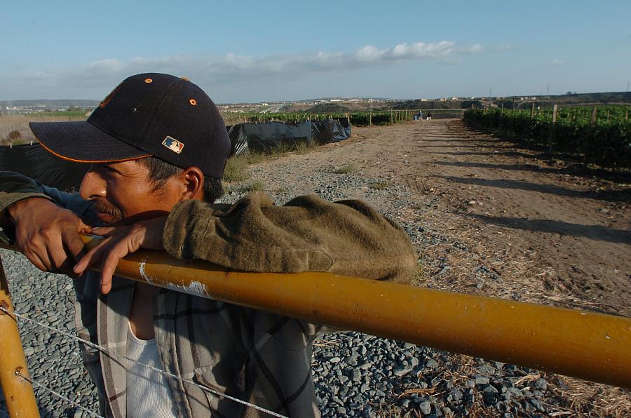 A farmworker leans on a gate in California's Central Valley.