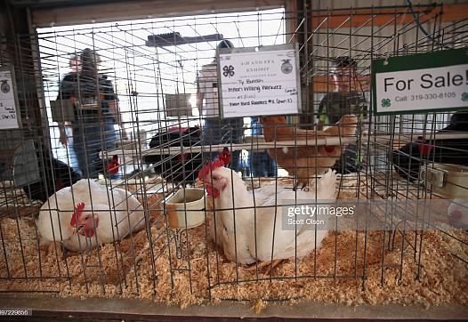Chickens at the 2018 Iowa County Fair.