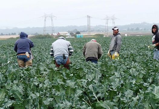 Workers harvest cauliflower in California's Salinas Valley.