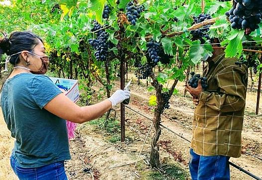 Oralia Maceda talks with a Mixtec farmworker and informs him about COVID-19 protection during a visit last year to a vineyard in