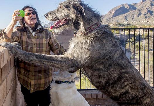 Jacquie Green plays with her dogs Maggy and Jack at their foothills home in Tucson, Ariz. Maggy, the wolfhound, has had valley fever for a year and is part of a study on valley fever in dogs being conducted by Tucson veterinarian Dr. Lisa Shubitz. [Photo by Ron Medvescek/Arizona Daily Star]