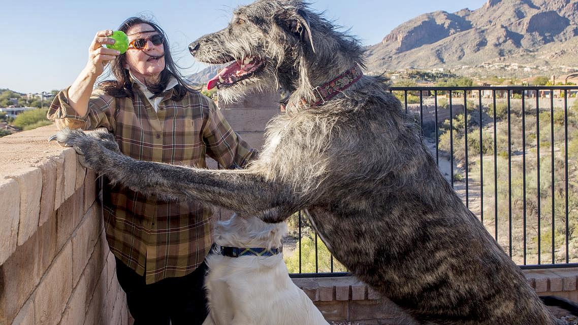 Jacquie Green plays with her dogs Maggy and Jack at their foothills home in Tucson, Ariz. Maggy, the wolfhound, has had valley fever for a year and is part of a study on valley fever in dogs being conducted by Tucson veterinarian Dr. Lisa Shubitz. [Photo by Ron Medvescek/Arizona Daily Star]